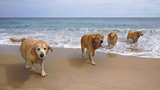 14-playas-para-ir-con-tu-perro